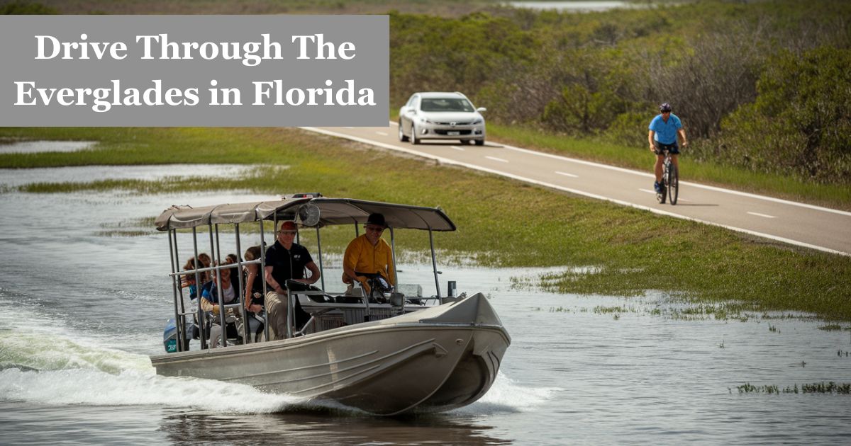 Can You Drive Through The Everglades in Florida?